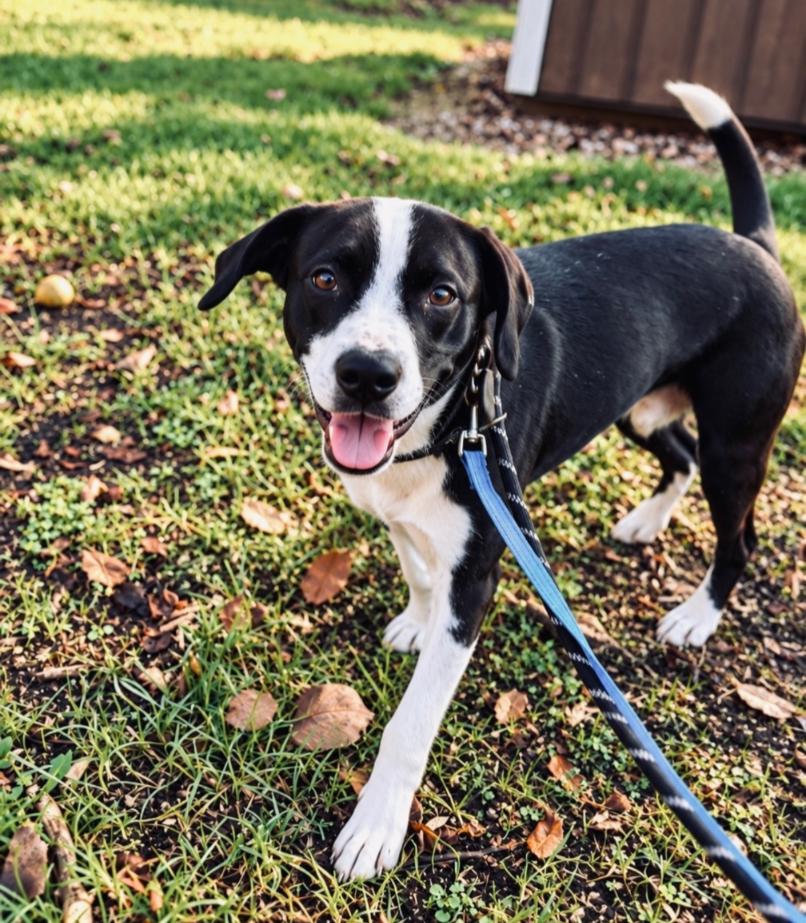 Enlarge STRIKER, a Adoptable mixed breed in Carroll, OH image 1/3