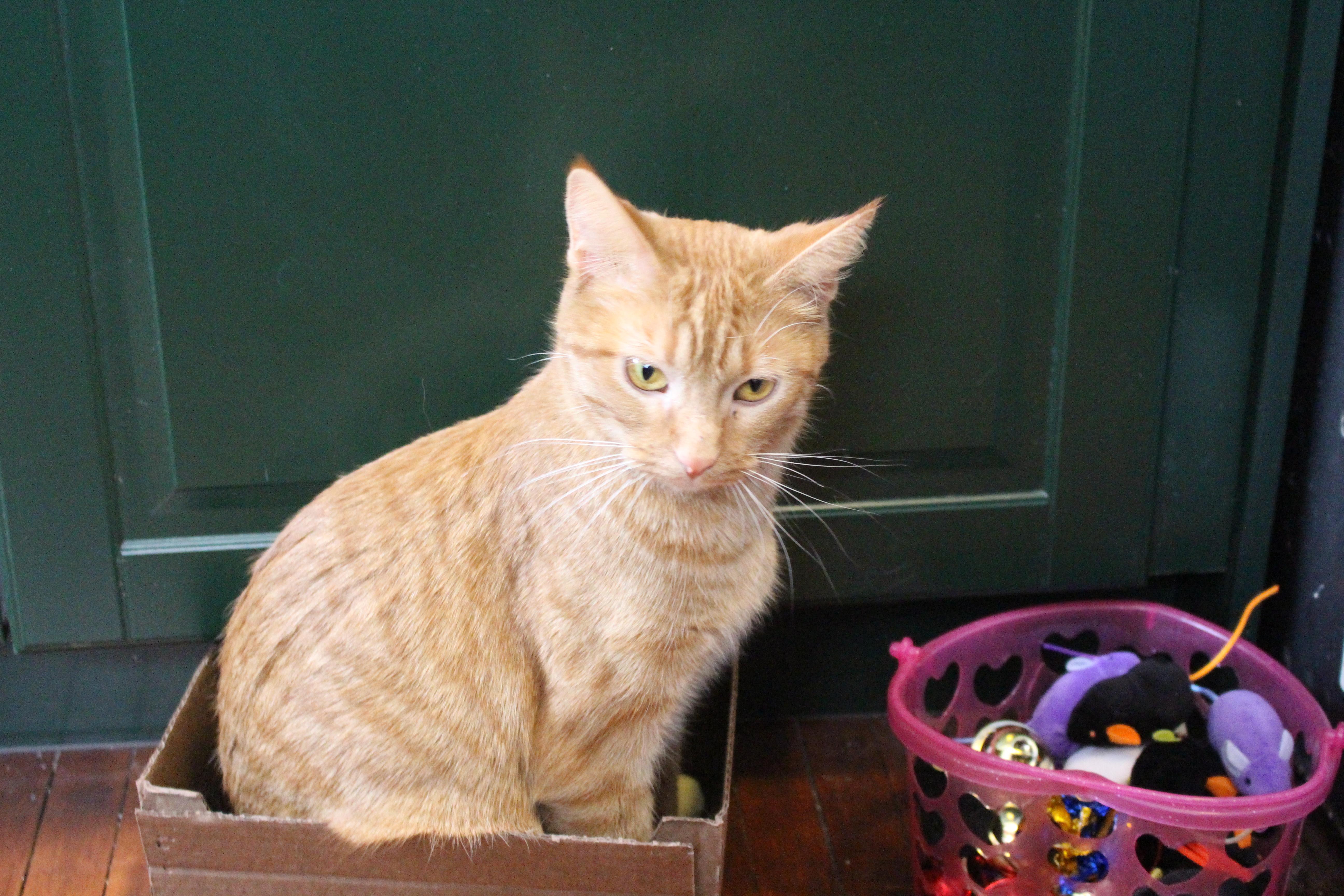 KitCat, ADOPTABLE, Young Female Domestic Short Hair.