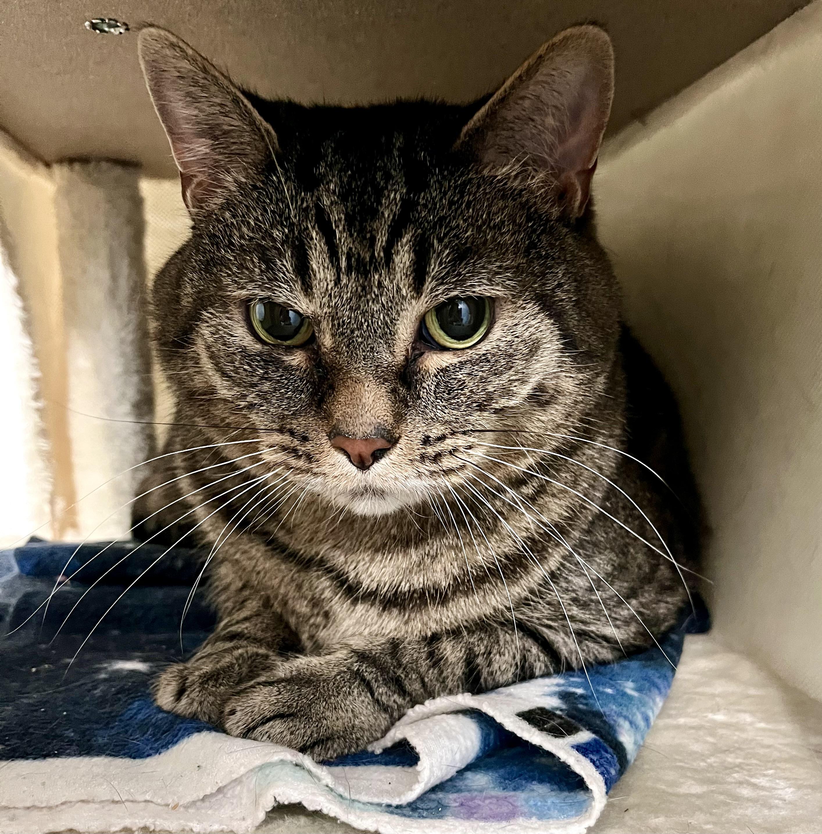 Wubby, adopted, Adult Male Domestic Short Hair.