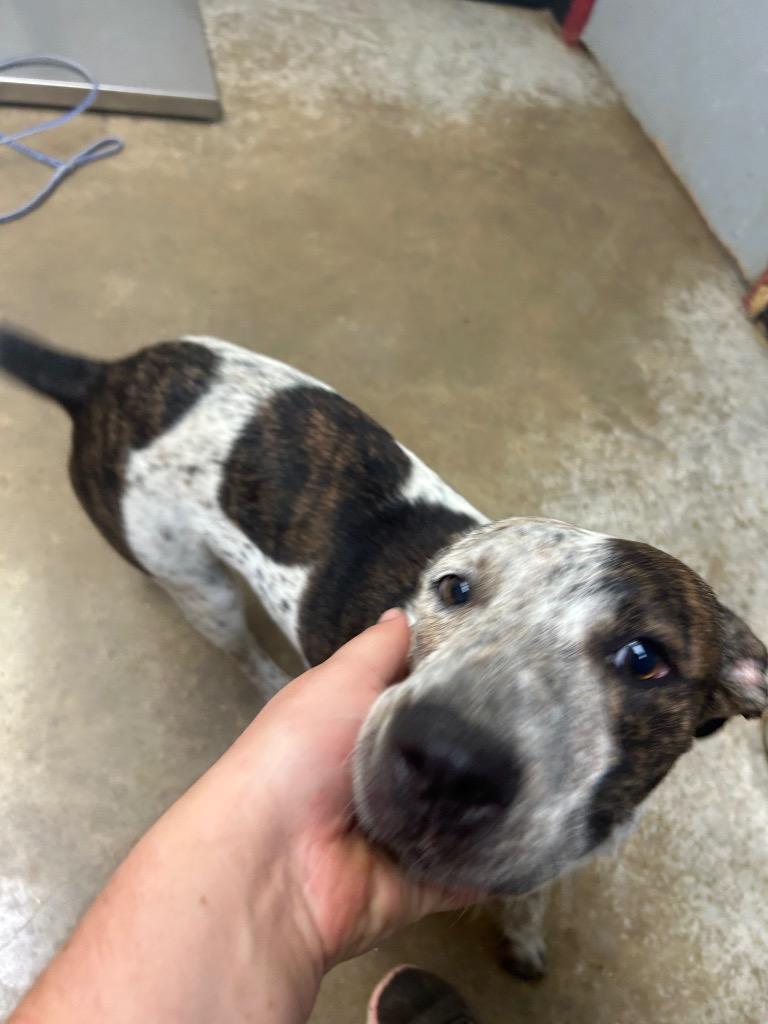 Shein, Adoptable, Young Female Cattle Dog & Mixed Breed.