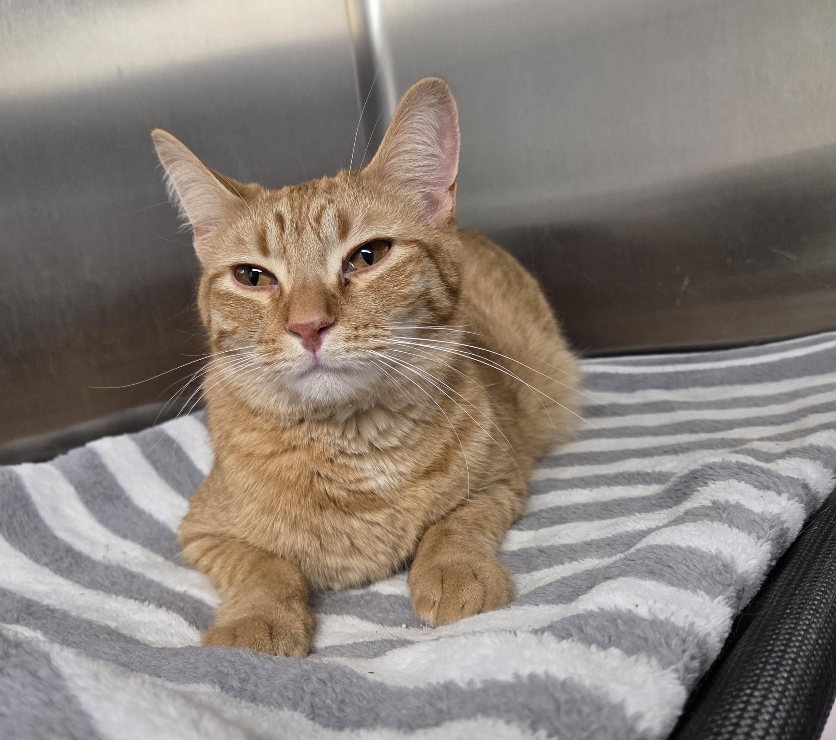 Simba, ADOPTABLE, Young Male Domestic Short Hair.