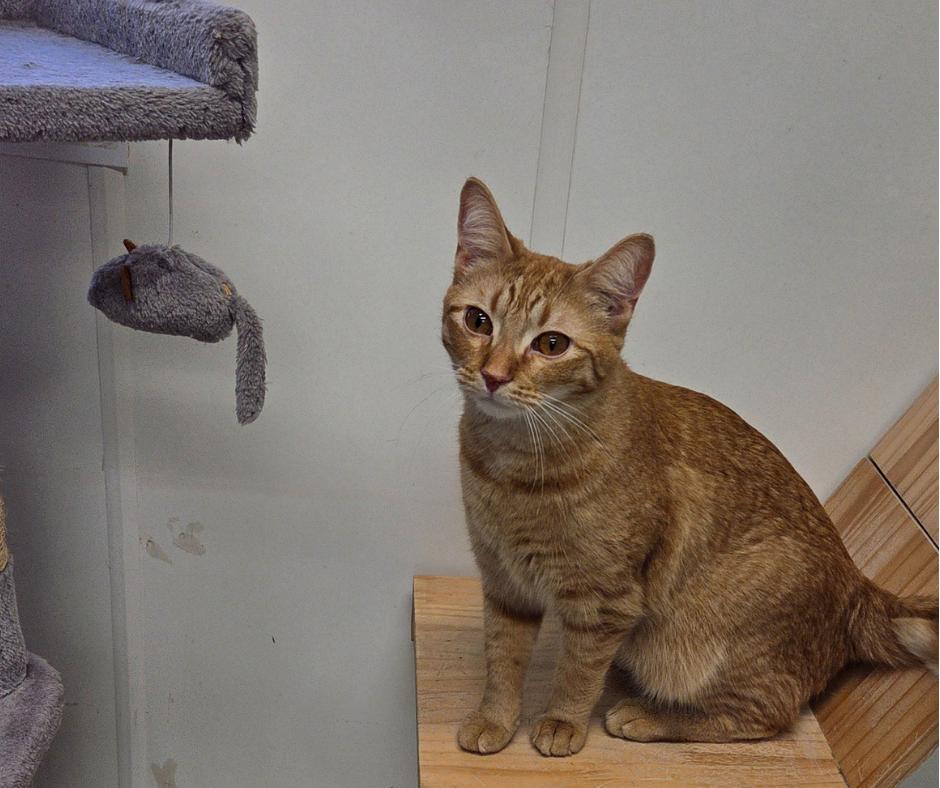 Simba, ADOPTABLE, Young Male Domestic Short Hair.