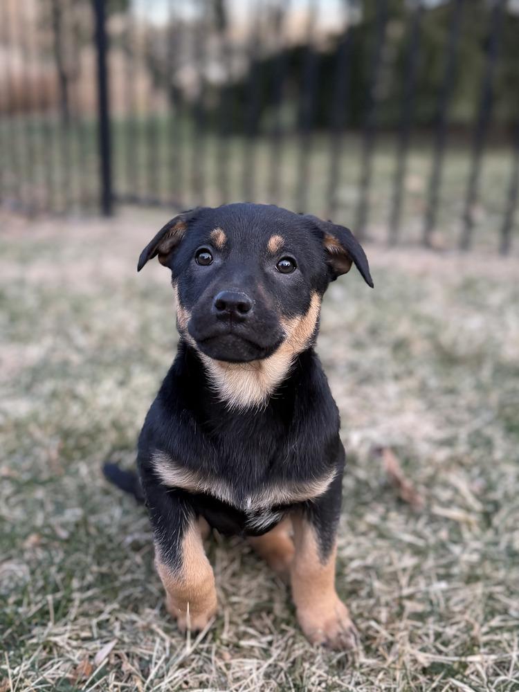 Enlarge Millie, a Adopted mixed breed in Loveland, OH image 1/1