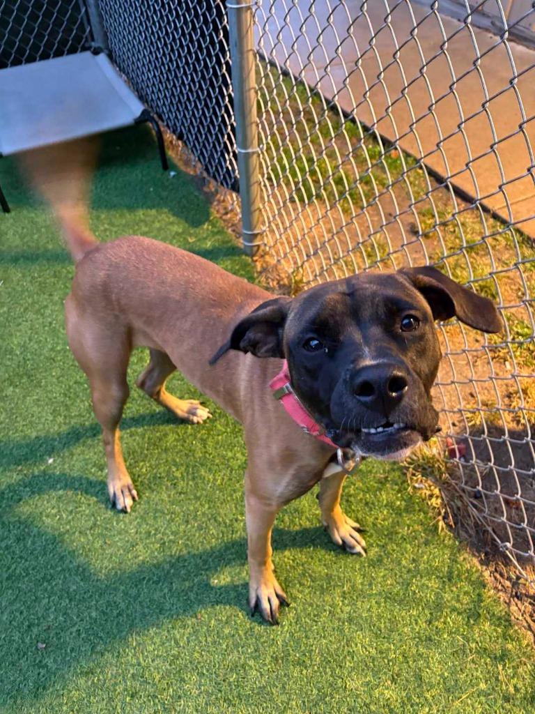 Buttercup, Adoptable, Young Female Pit Bull Terrier & Boxer.