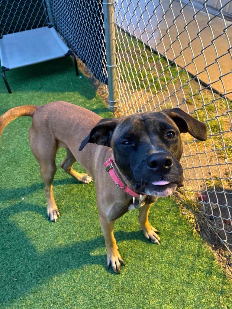 Enlarge Buttercup, a Adoptable mixed breed in New Kensington, PA image 2/6