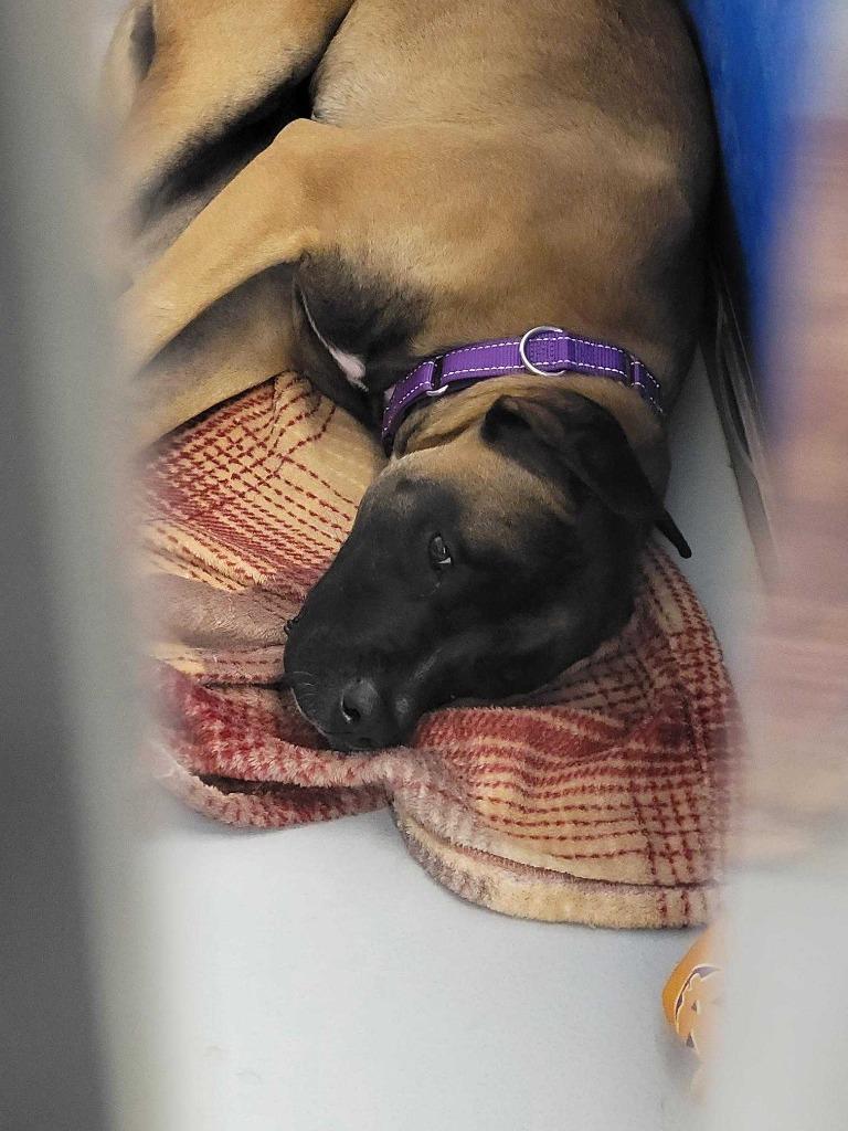 Enlarge Buttercup, a Adoptable mixed breed in New Kensington, PA image 3/6