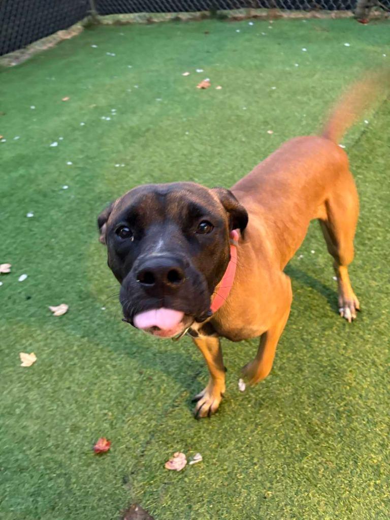 Enlarge Buttercup, a Adoptable mixed breed in New Kensington, PA image 4/6