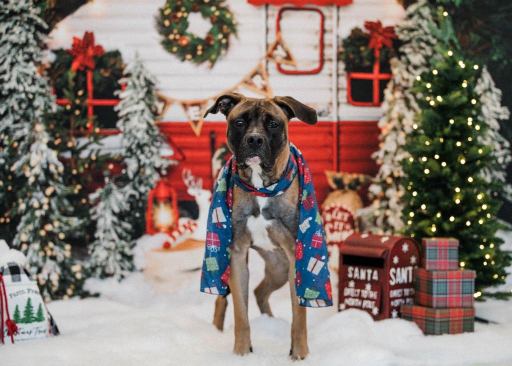 Enlarge Buttercup, a Adoptable mixed breed in New Kensington, PA image 5/6