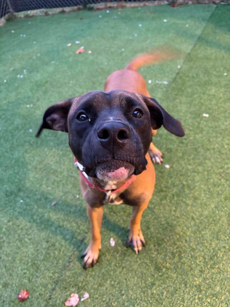 Enlarge Buttercup, a Adoptable mixed breed in New Kensington, PA image 6/6