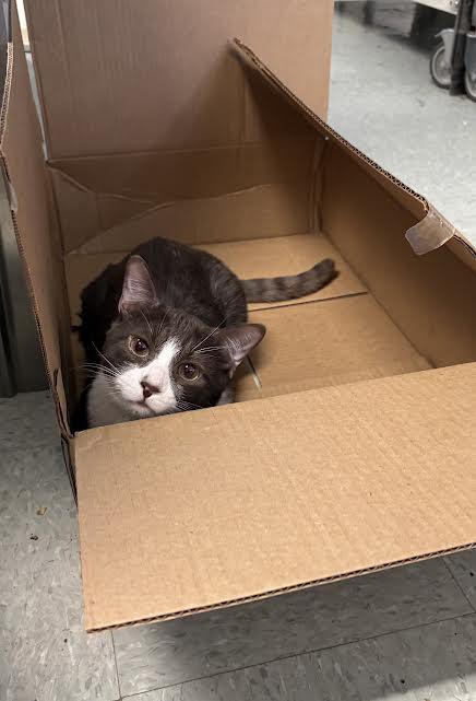 Enlarge Mr. Bellingham, an adopted Domestic Short Hair in Marblehead, MA image 2/2