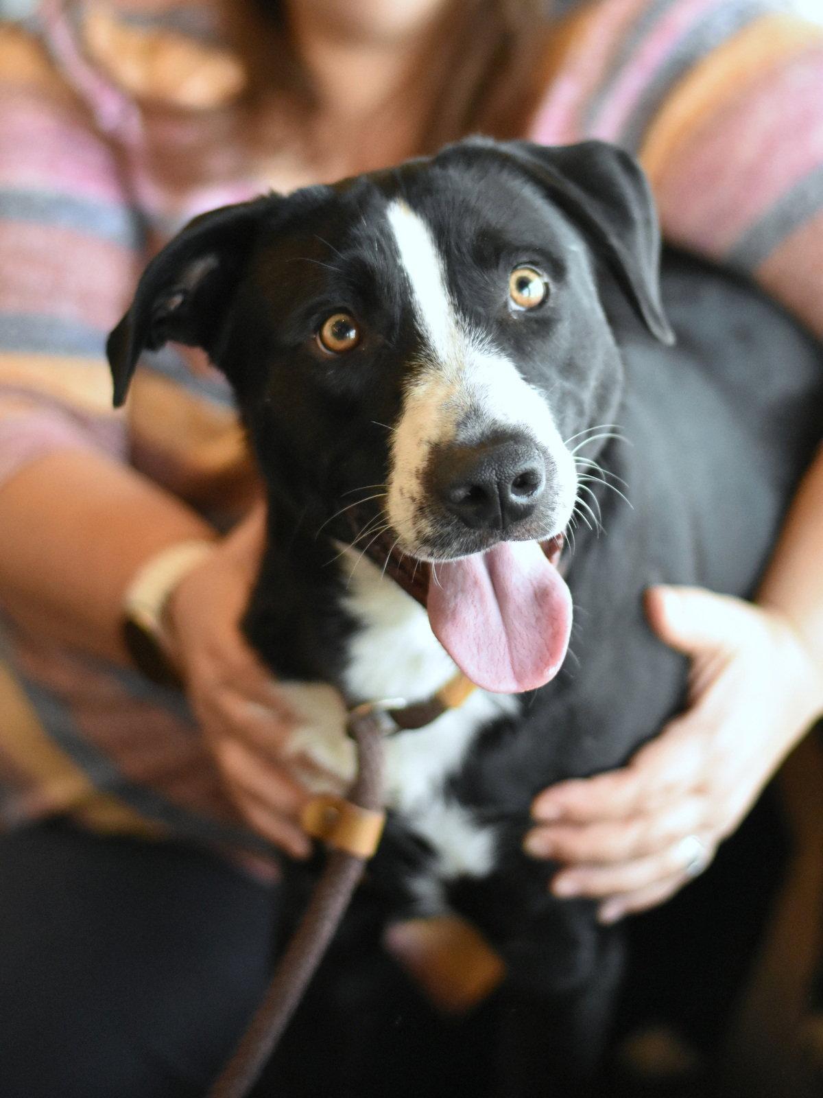 Lucky 2, Adoptable, Young Male Border Collie & Labrador Retriever.