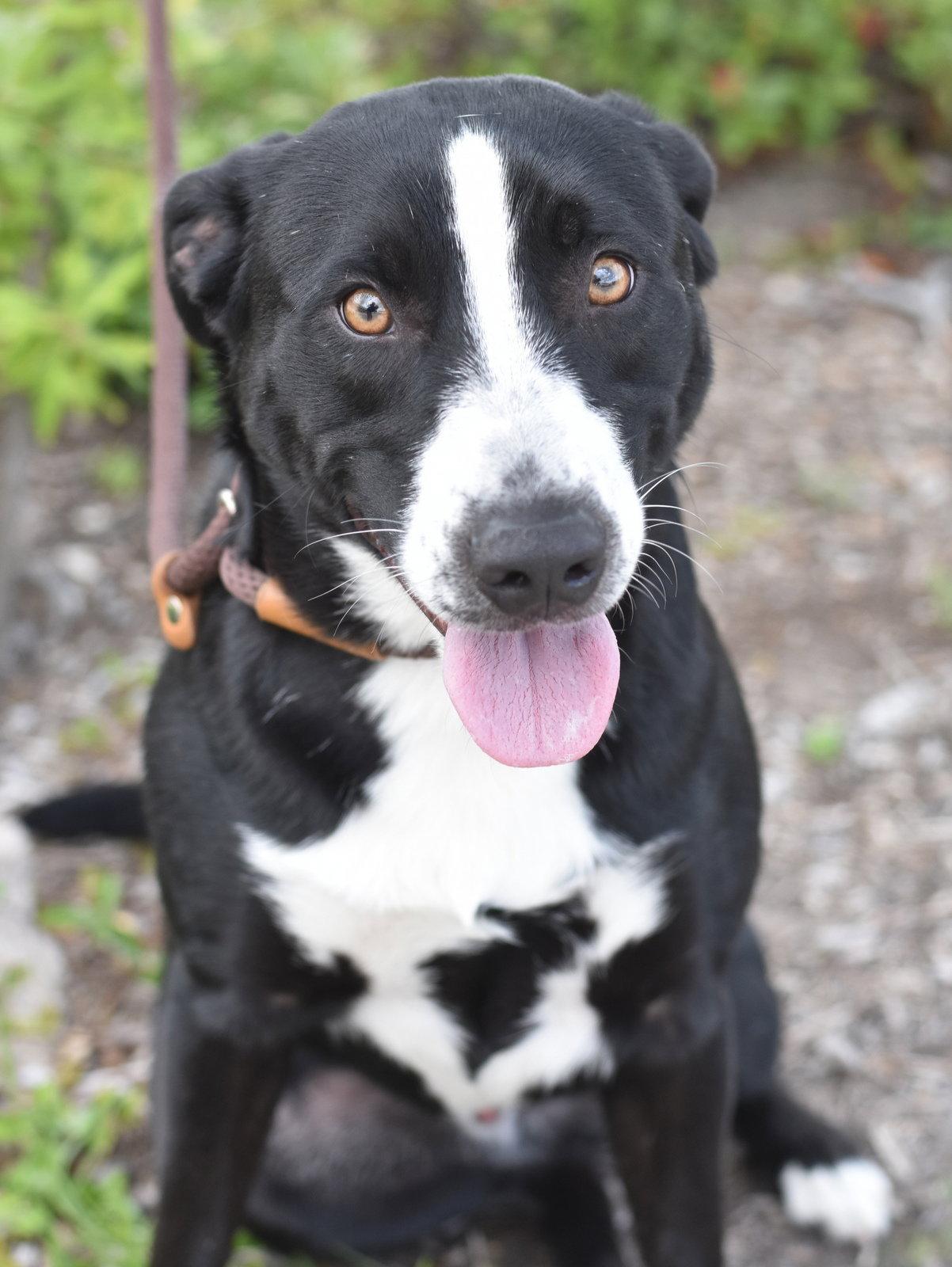 Enlarge Lucky 2, a Adoptable mixed breed in Montgomery, TX image 2/3