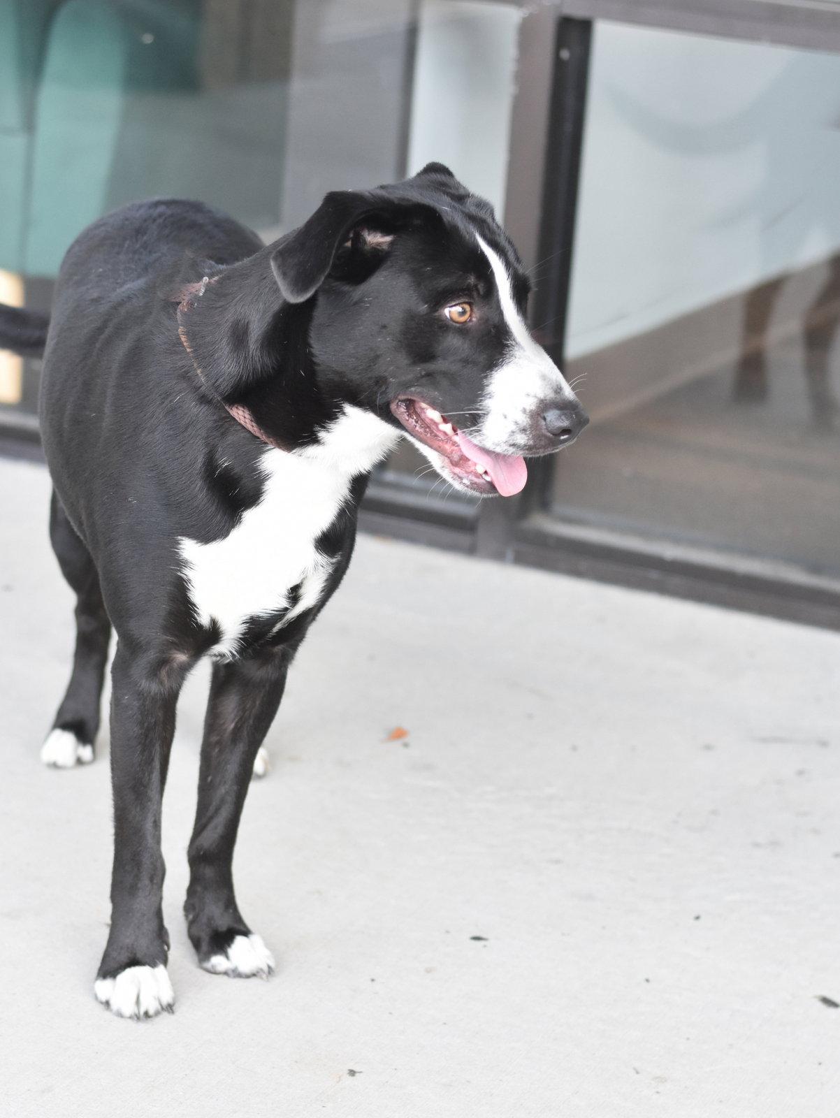Enlarge Lucky 2, a Adoptable mixed breed in Montgomery, TX image 3/3