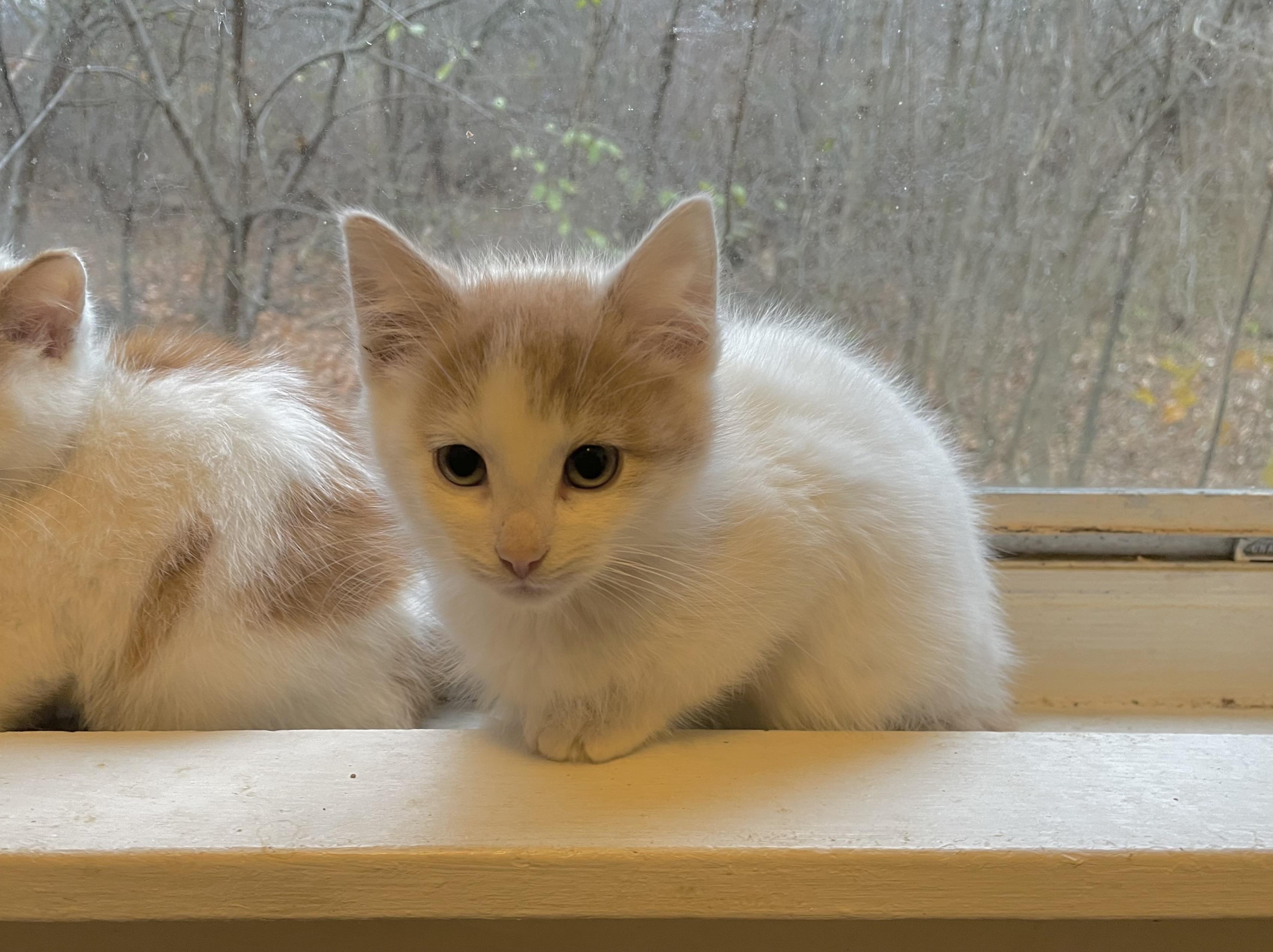 Pumpkin, Adopted, Kitten Male Domestic Short Hair.