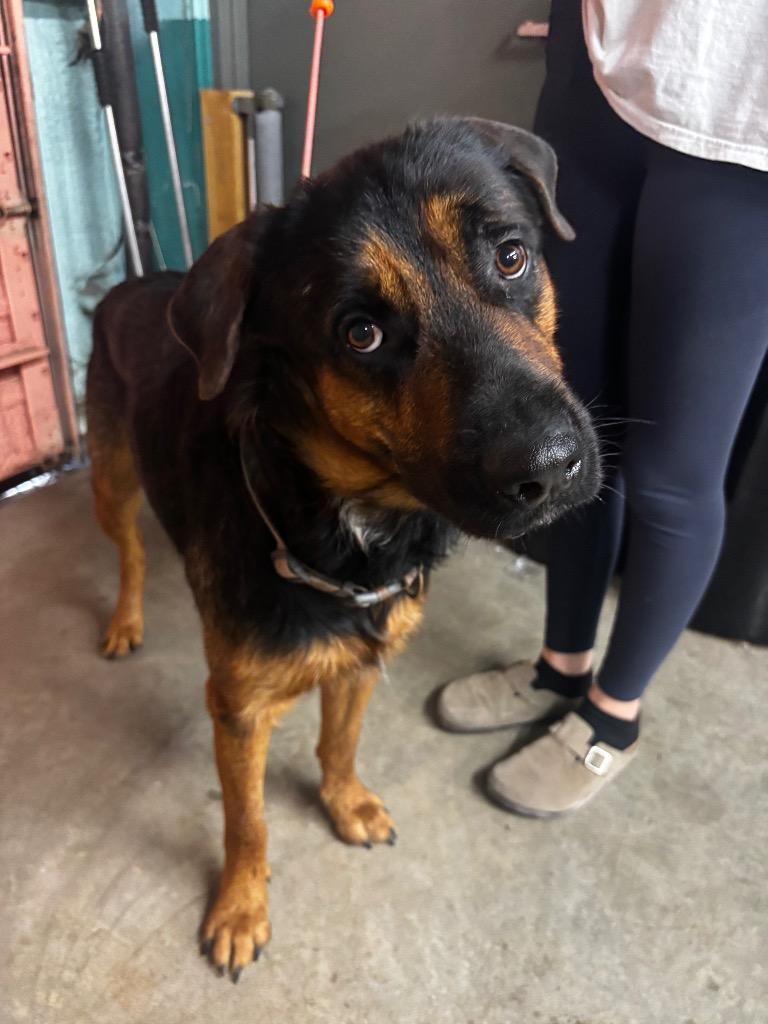 Emu, Adoptable, Adult Male Rottweiler & German Shepherd Dog.