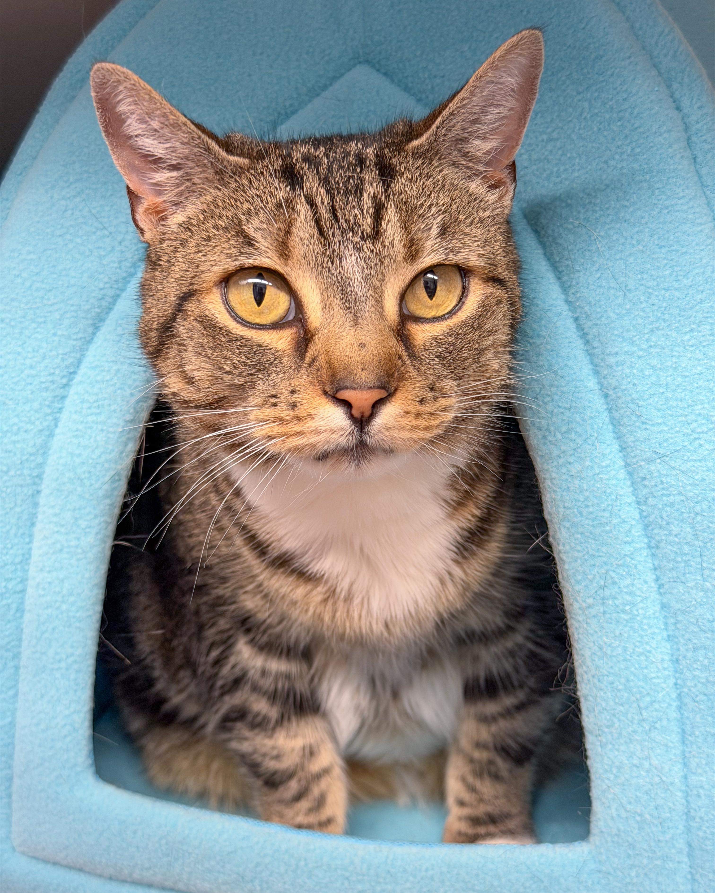 Busy, Adoptable, Adult Female American Shorthair.