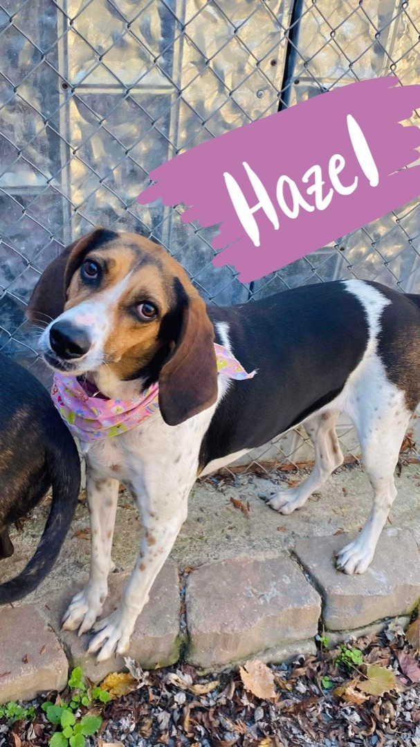 Hazel