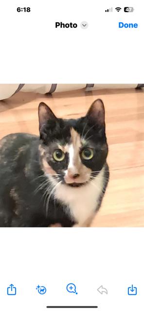 Mochi, a Adoptable Domestic Short Hair in Riverside, RI image 1/2