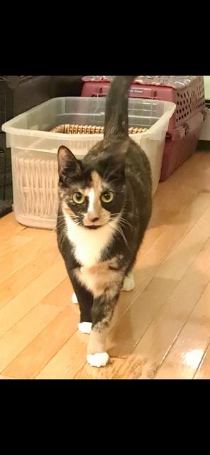 Mochi, a Adoptable Domestic Short Hair in Riverside, RI image 2/2