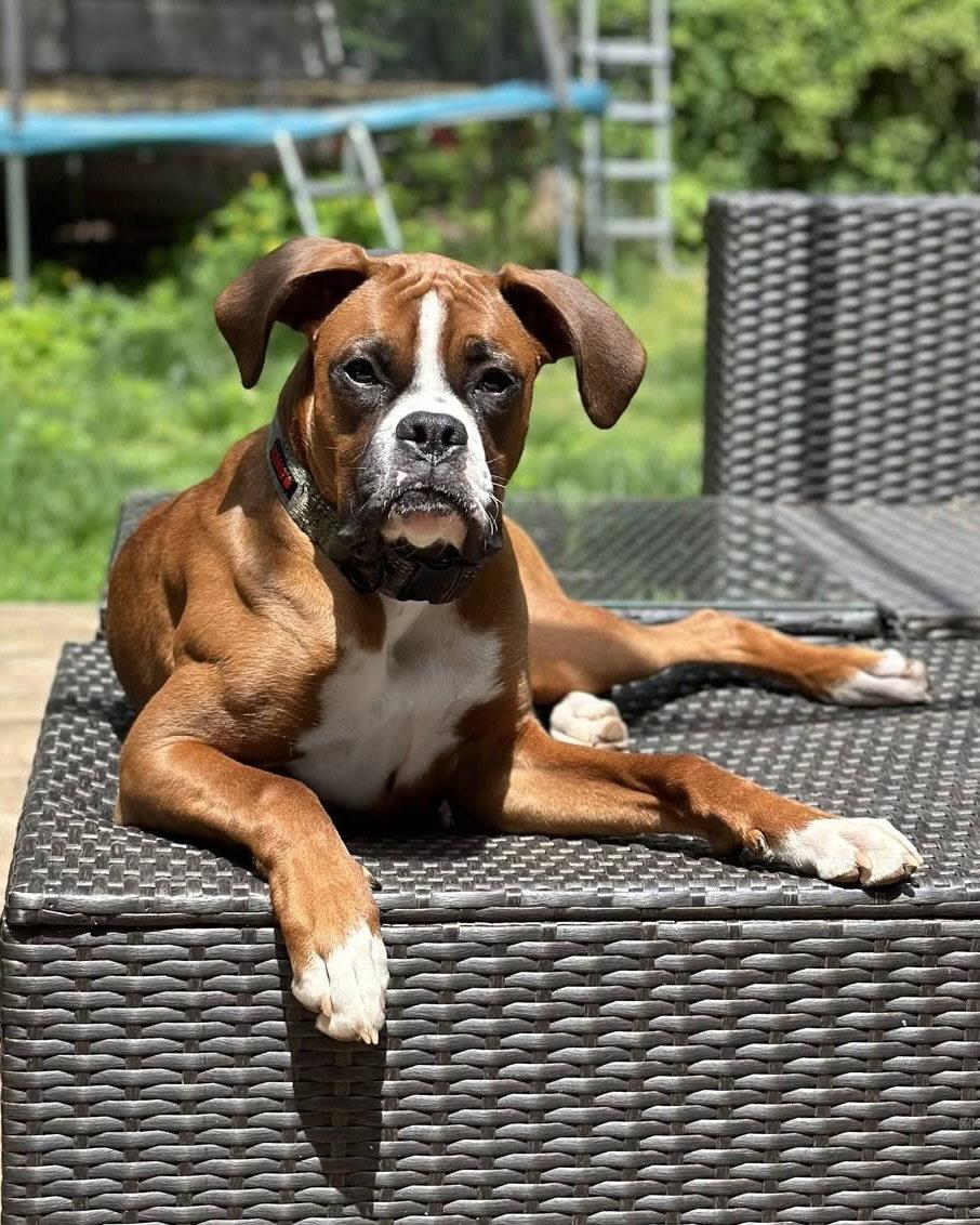Compton, Adopted, Adult Male Boxer.