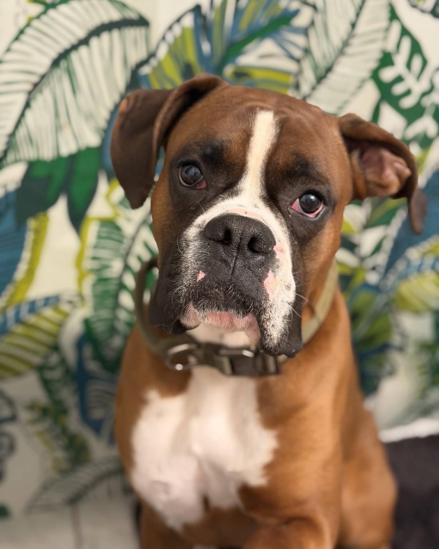 Compton, a Adopted Boxer in Monticello, NY image 2/2