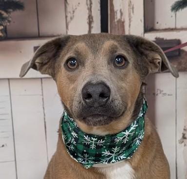CHEESE BALL, Adoptable, Young Male Labrador Retriever & Mixed Breed.