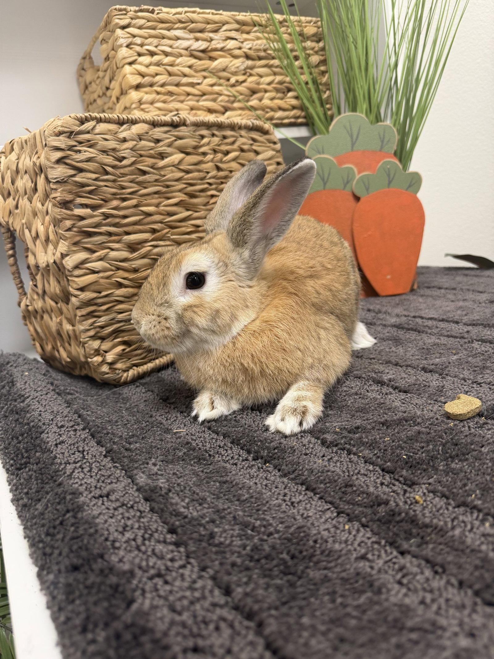 Enlarge Seymour, a Adoptable Bunny Rabbit in Queen Creek, AZ image 2/3