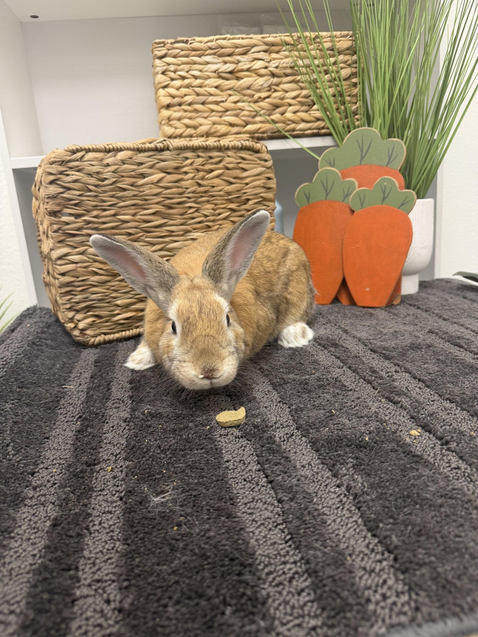 Enlarge Seymour, a Adoptable Bunny Rabbit in Queen Creek, AZ image 3/3