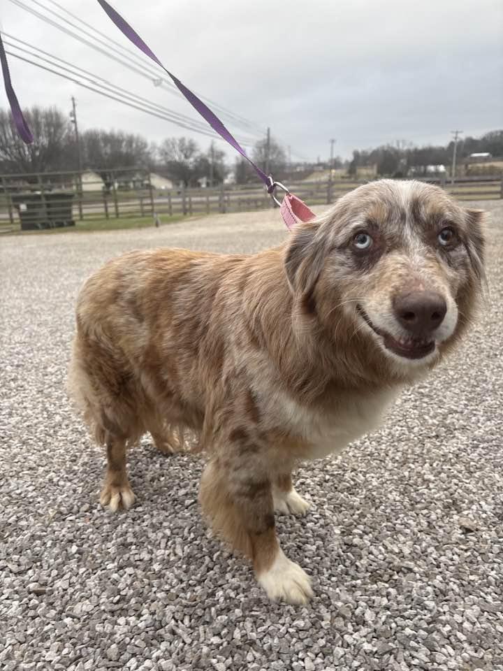 Elsa, ADOPTABLE, Adult Female Australian Shepherd.