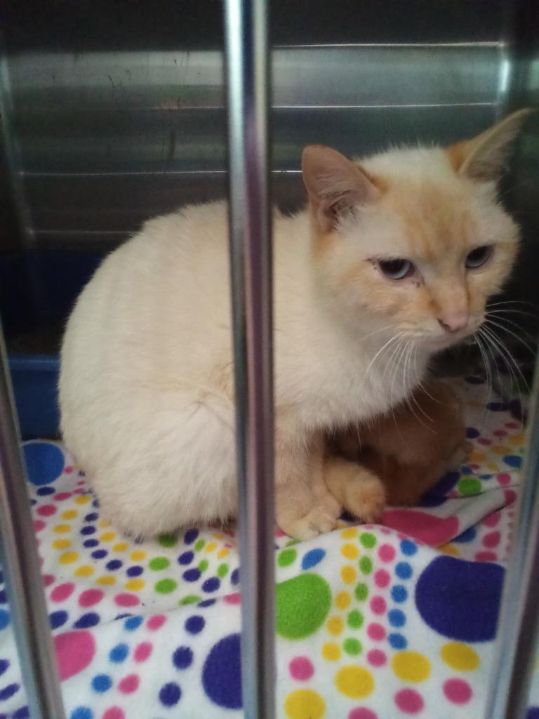 Enlarge Petal, a Adoptable mixed breed in Virginia, MN image 1/1