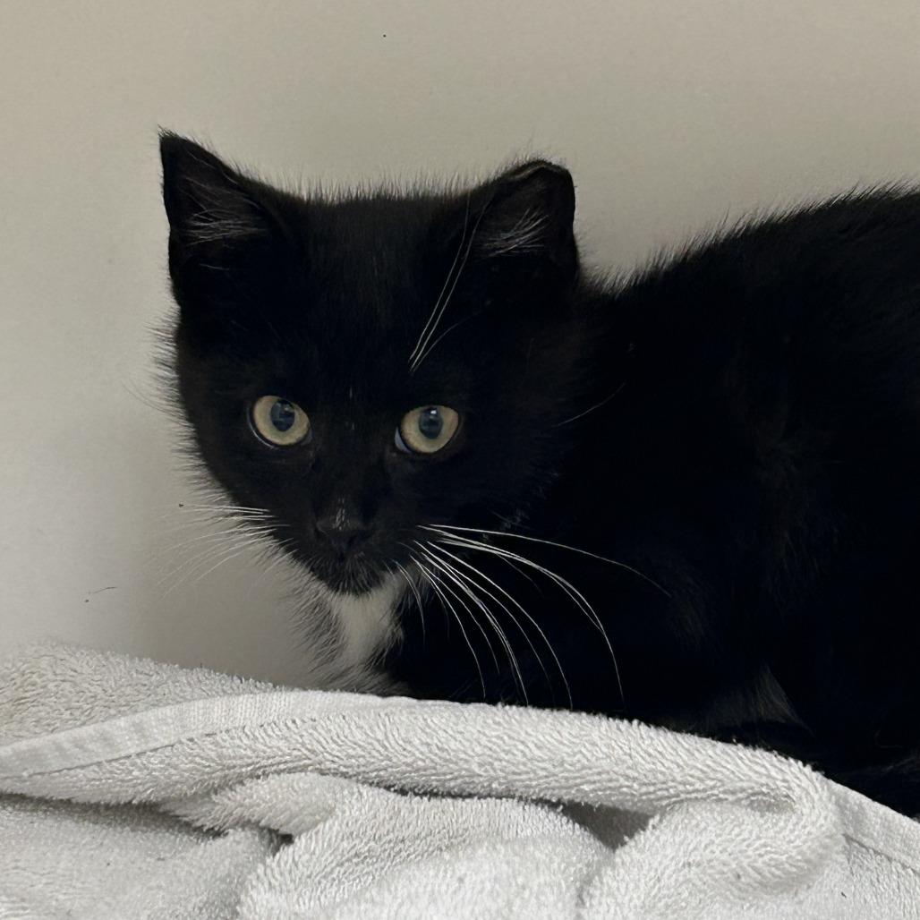 Critter, Adoptable, Kitten Male Domestic Short Hair.