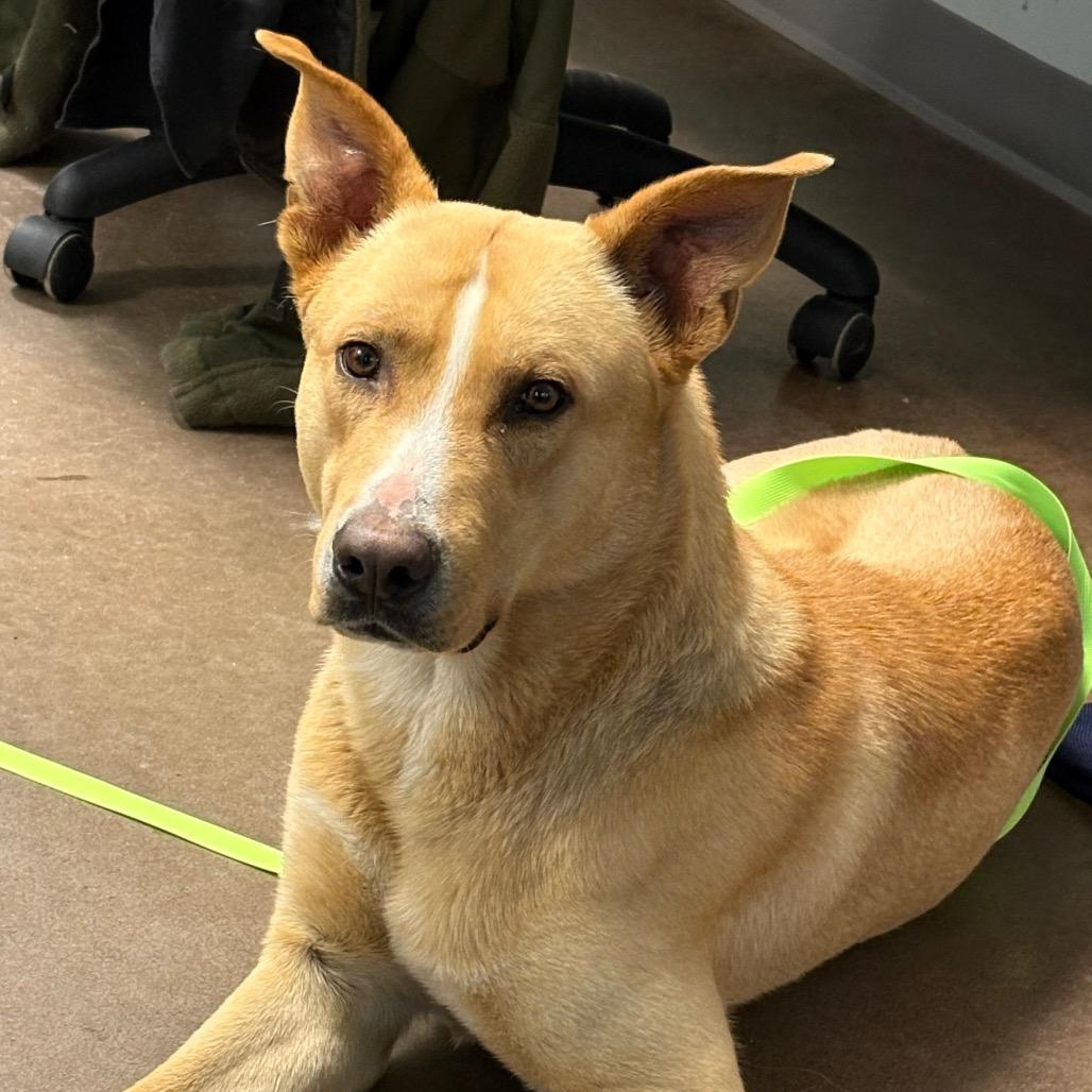 Hawthorne, Adoptable, Adult Male Shepherd.