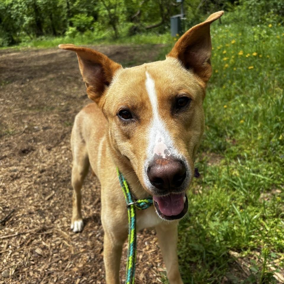 Hawthorne, a Adoptable Shepherd in Chattanooga, TN image 2/3
