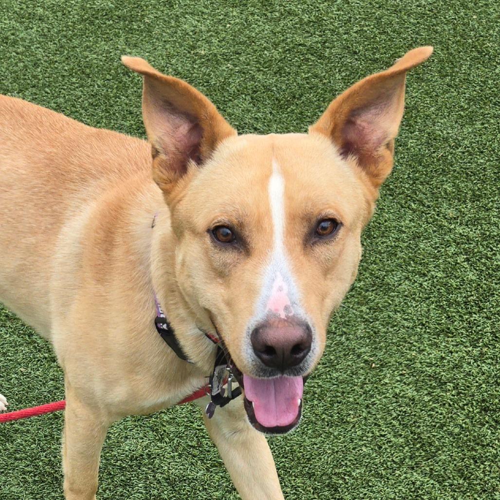 Hawthorne, a Adoptable Shepherd in Chattanooga, TN image 3/3