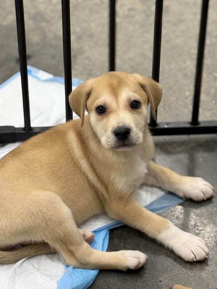 Enlarge Kimmi, a Adoptable mixed breed in Irwin, PA image 1/5