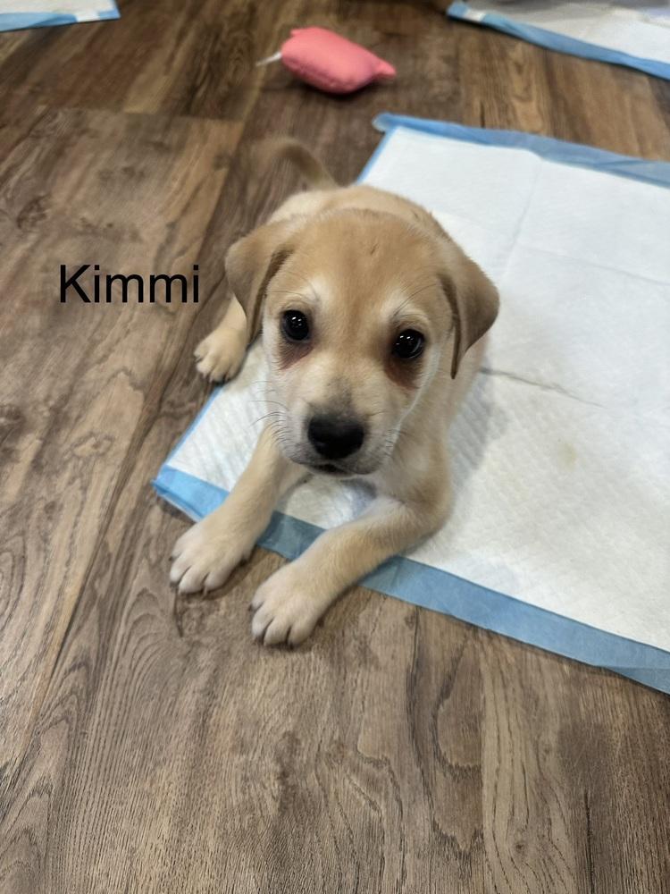 Enlarge Kimmi, a Adoptable mixed breed in Irwin, PA image 2/5
