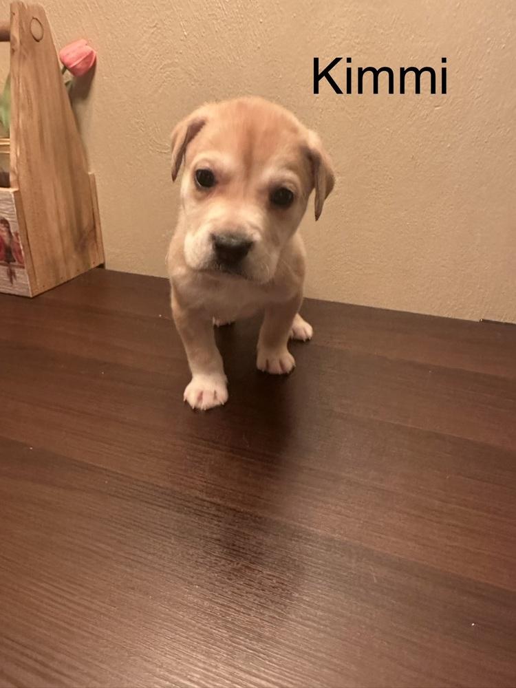 Enlarge Kimmi, a Adoptable mixed breed in Irwin, PA image 3/5