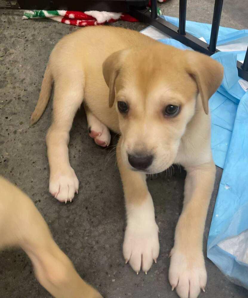 Enlarge Kimmi, a Adoptable mixed breed in Irwin, PA image 4/5