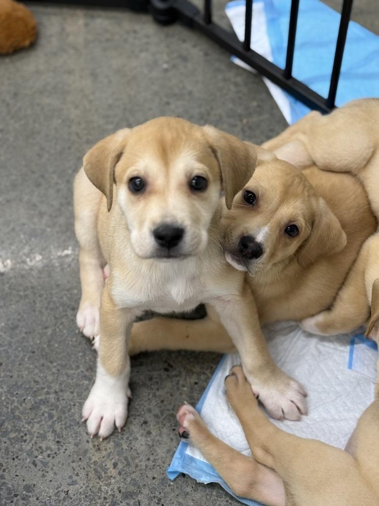 Enlarge Kimmi, a Adoptable mixed breed in Irwin, PA image 5/5