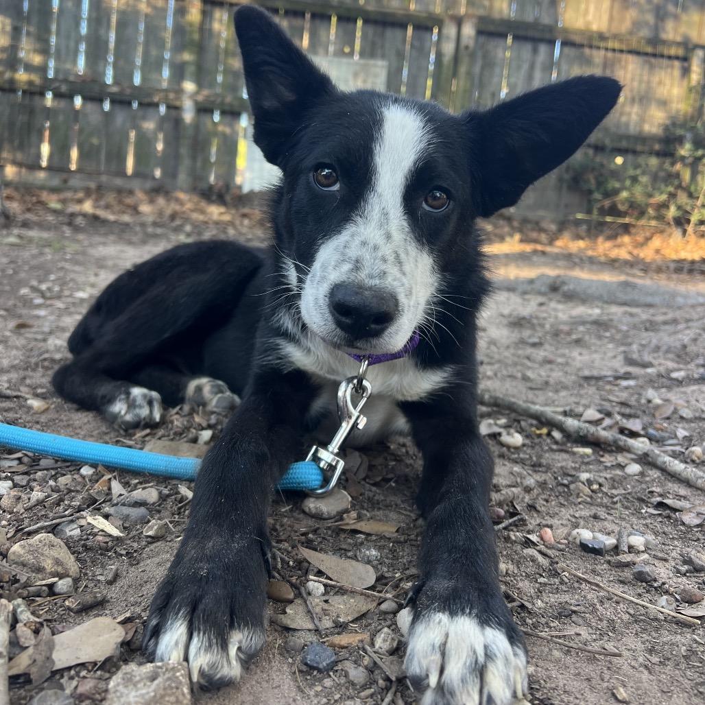Petunia, Adoptable, Young Female Border Collie.