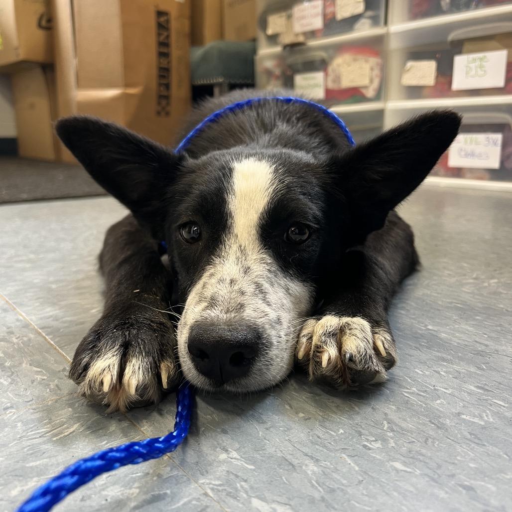 Enlarge Petunia, a Adoptable Border Collie in Spring, TX image 2/5
