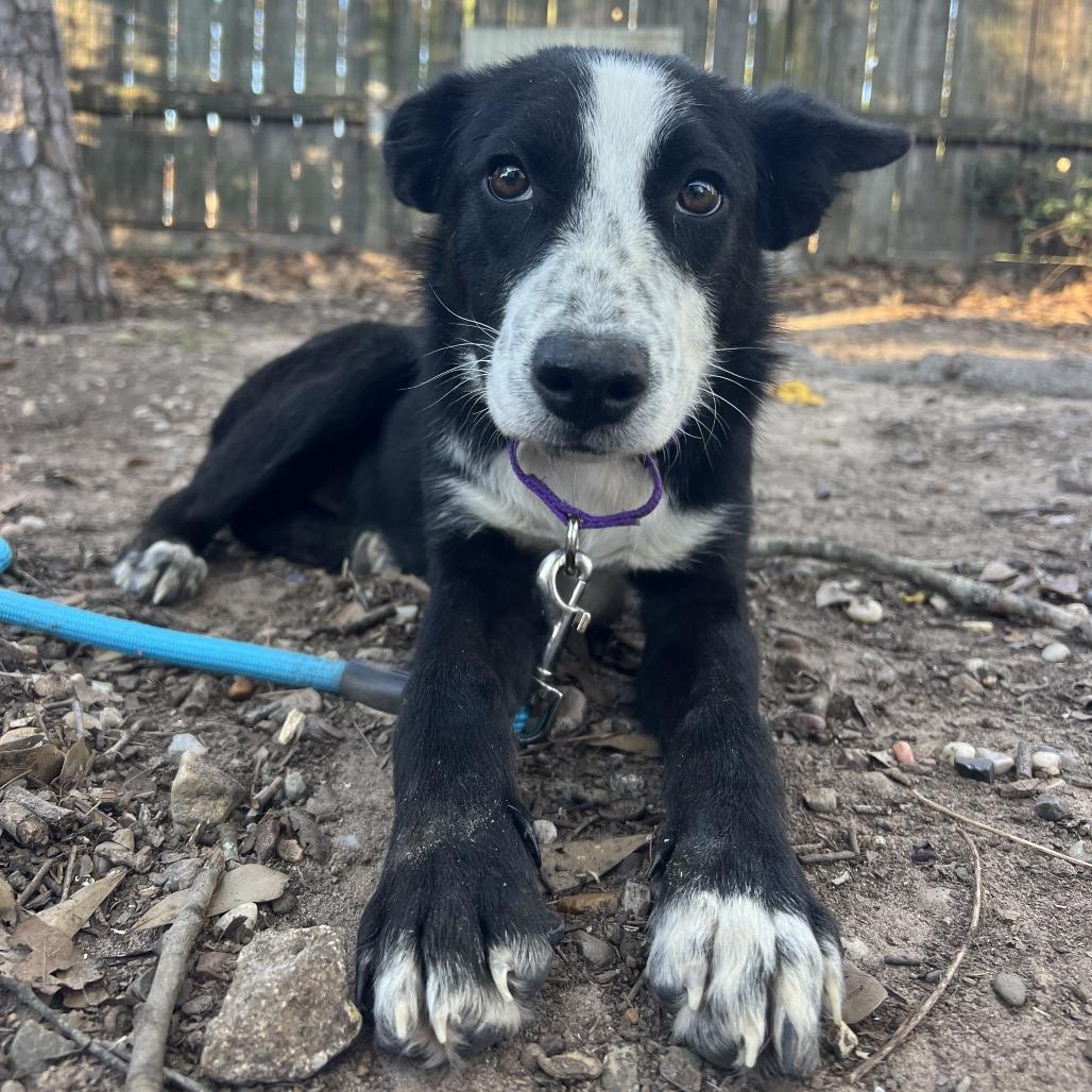Enlarge Petunia, a Adoptable Border Collie in Spring, TX image 3/5