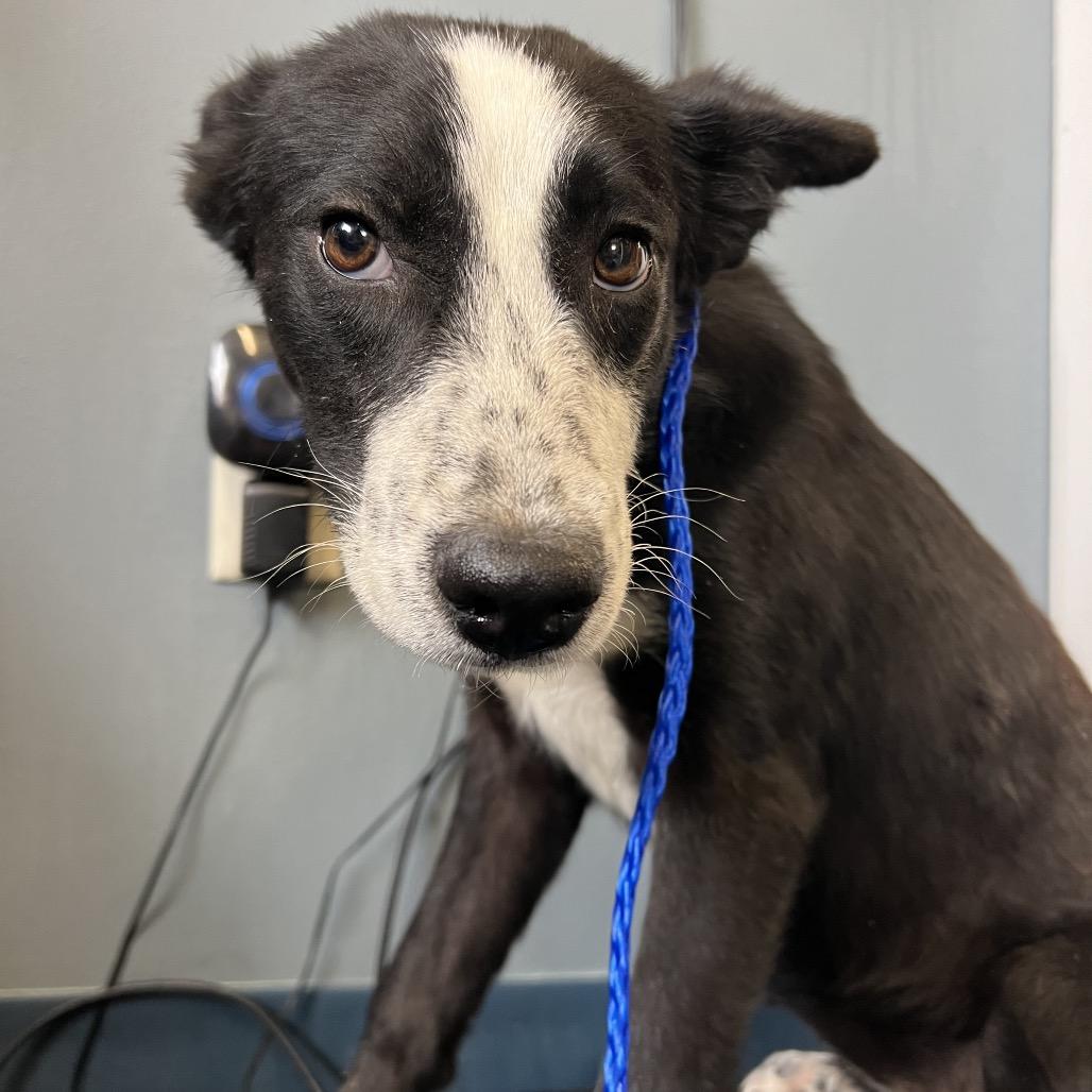 Enlarge Petunia, a Adoptable Border Collie in Spring, TX image 4/5