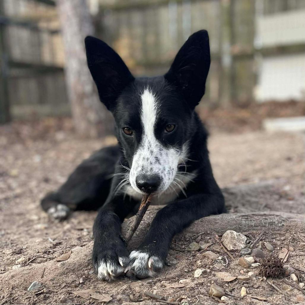 Enlarge Petunia, a Adoptable Border Collie in Spring, TX image 5/5
