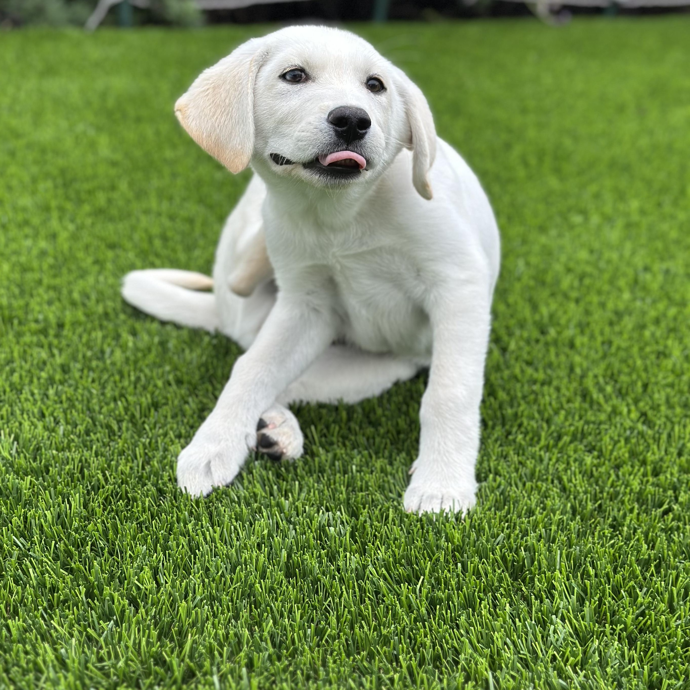Enlarge Peppermint, a ADOPTABLE Labrador Retriever in Sun Valley, CA image 2/5