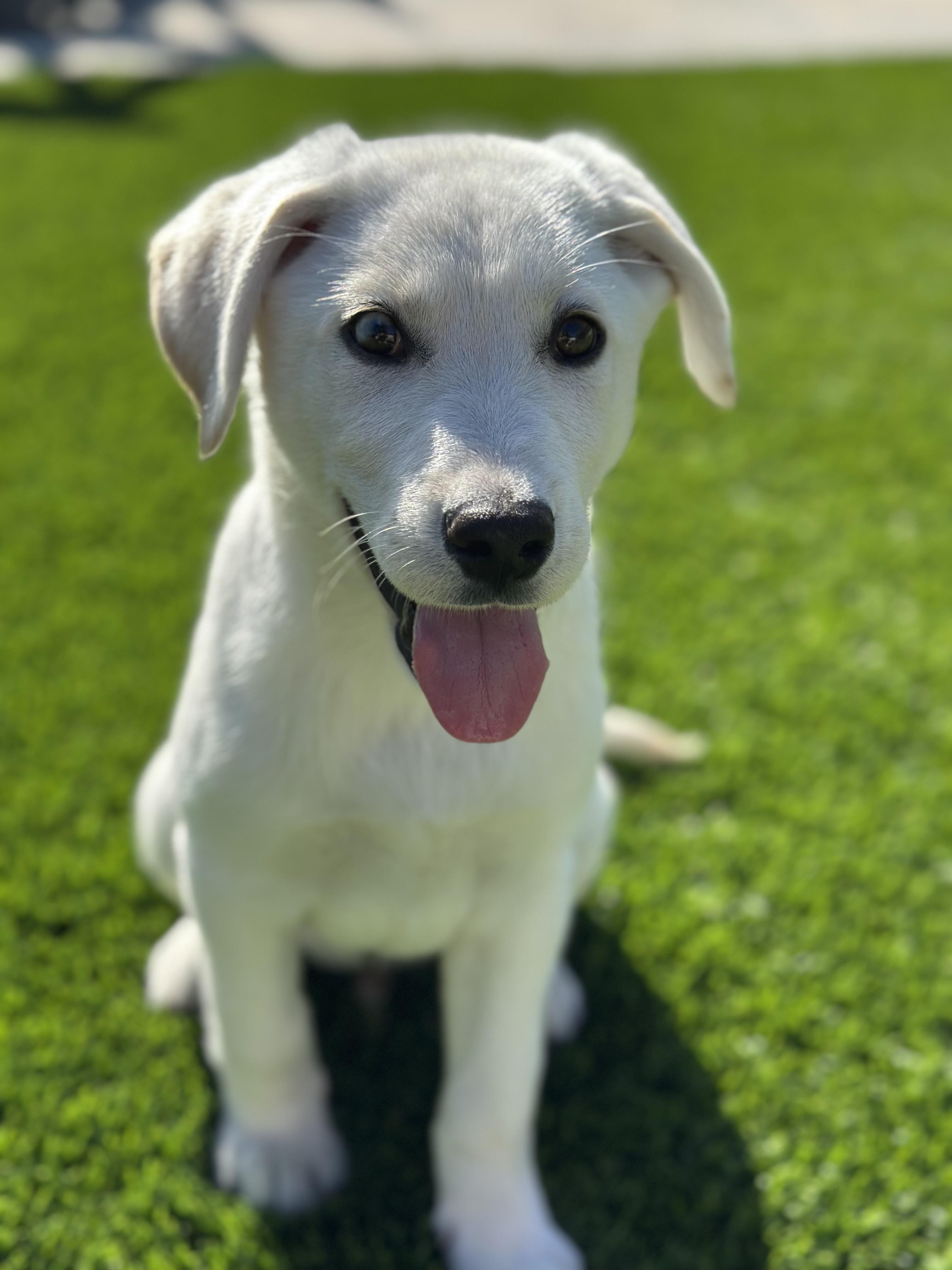 Enlarge Peppermint, a ADOPTABLE Labrador Retriever in Sun Valley, CA image 4/5