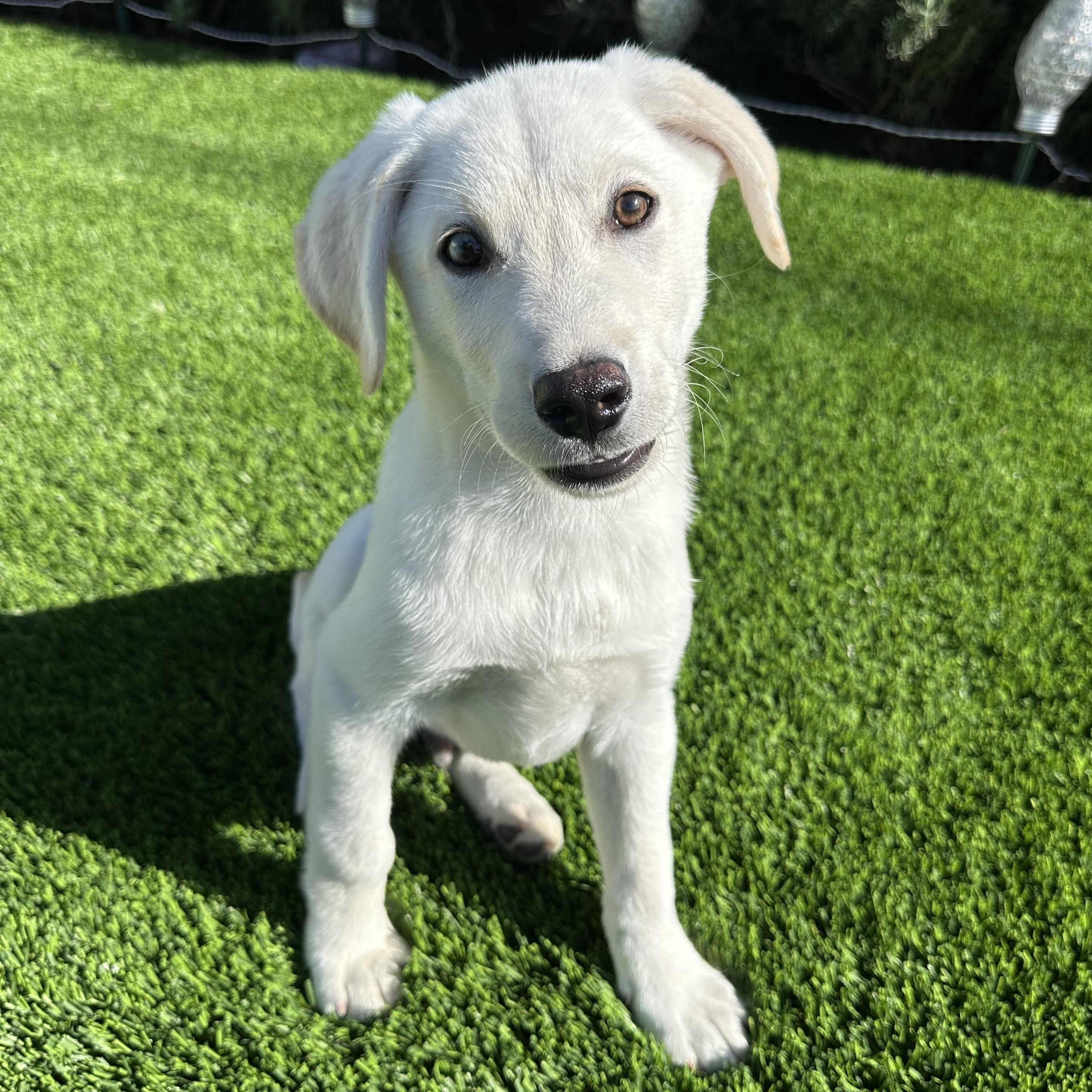 Enlarge Peppermint, a ADOPTABLE Labrador Retriever in Sun Valley, CA image 3/5