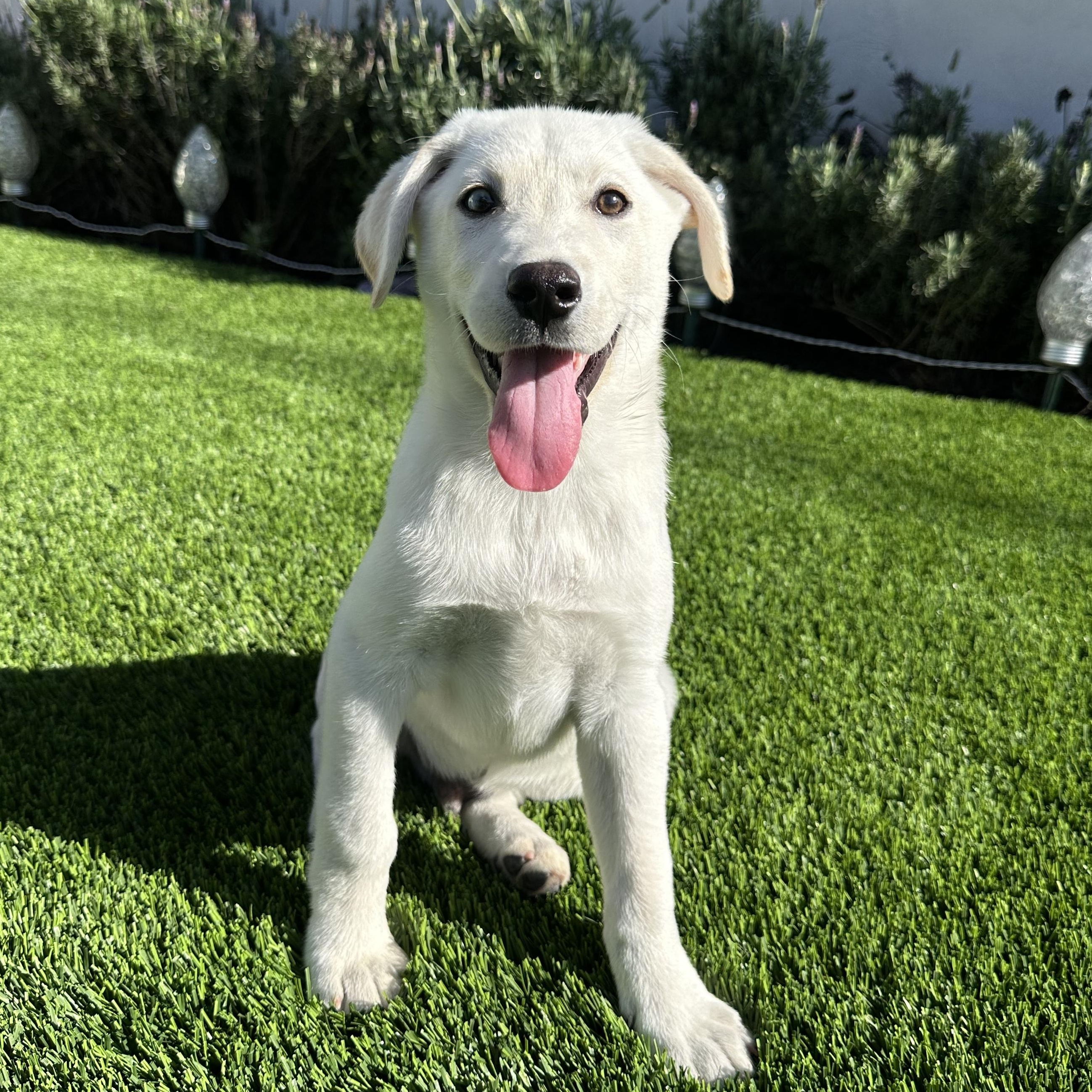 Peppermint, ADOPTABLE, Puppy Male Labrador Retriever.