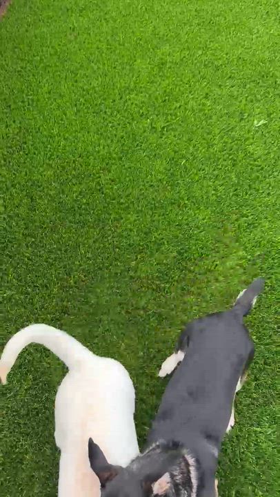 Enlarge Peppermint, a ADOPTABLE Labrador Retriever in Sun Valley, CA video 5/5