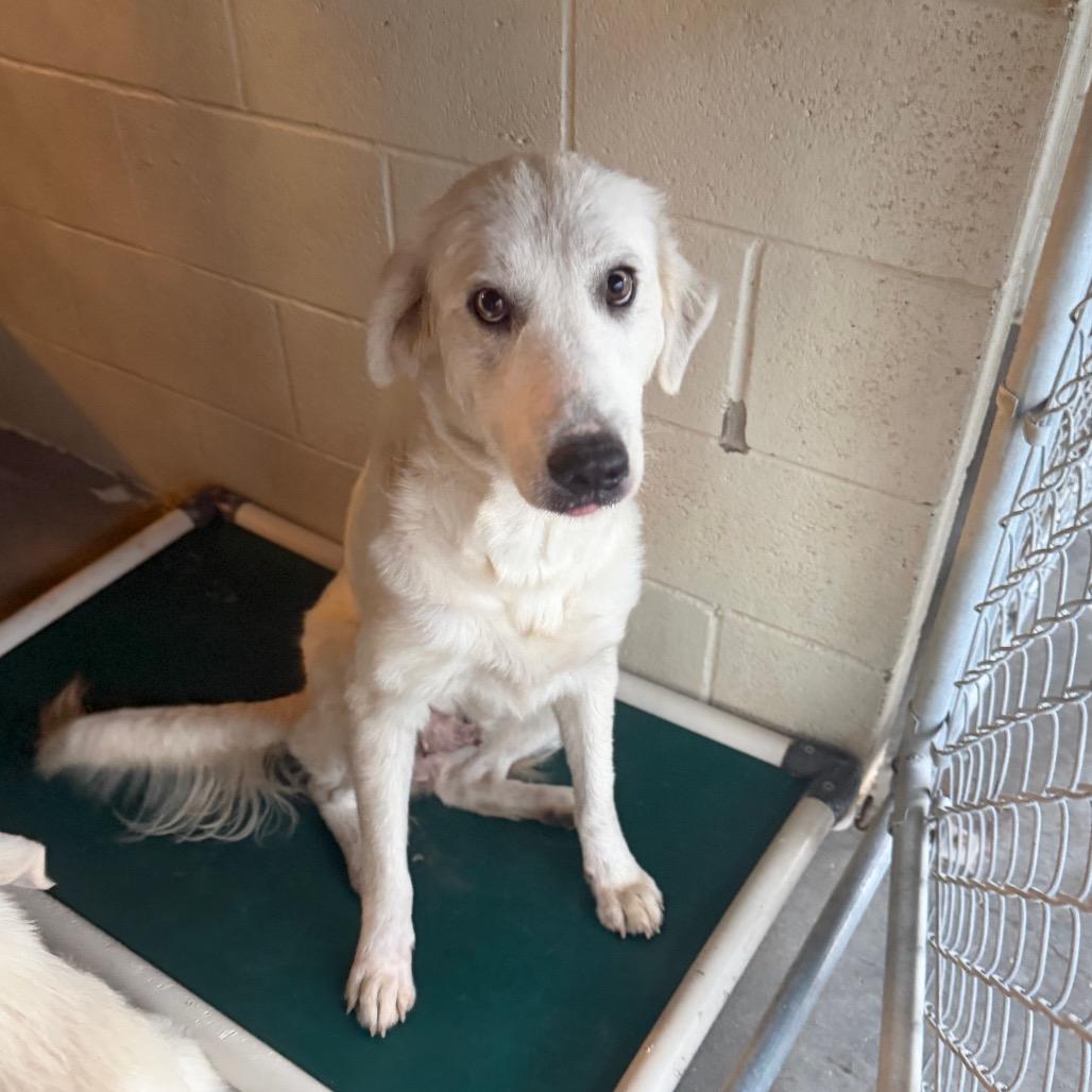 Enlarge Cotton, a Adoptable mixed breed in Starkville, MS image 1/1
